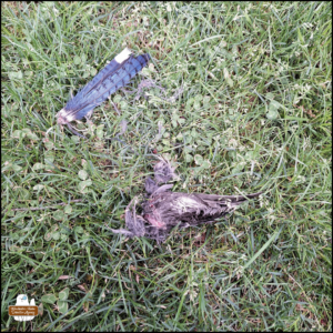 a blue jay's wing and cluster of feathers in the green grass.
