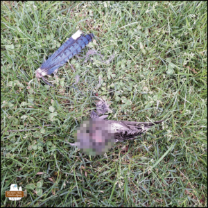 pixelated a blue jay's wing and cluster of feathers in the green grass.