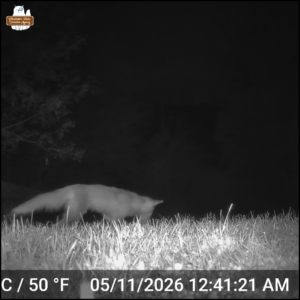 night time trailcam photo of a fox looking down in the grass (in hunting mode); time stamp May 11, 2026 12:41 AM