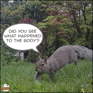color trailcam photo of a grey squirrel hopping through the grass saying, "Did you see what happened to the body?"
