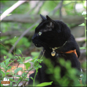 close up of black cat Gus showing long fangs, wearing his acorn collar while he sits in the woods looking to the left.