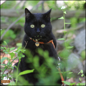 close up of black cat Gus showing long fangs, wearing his acorn collar while he sits in the woods looking at the camera (he has a piece of green grass stuck in his teeth).