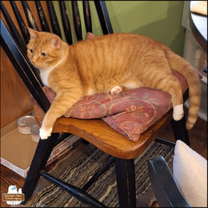 orange and white tuxedo tabby Oliver lounging on a kitchen chair.