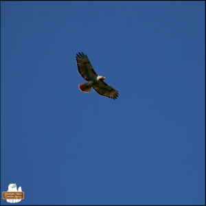 red-tailed hawk soaring overhead against a blue sky