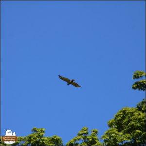 red-tailed hawk soaring overhead against a blue sky over tree tops