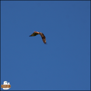 red-tailed hawk flapping wings overhead against a blue sky
