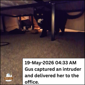 Under the bed, black cat Gus has dilated eyes while he carries a mouse in his mouth. Caption: 19-May-2026 4:33AM, Gus captured an intruder and delivered her to the office.