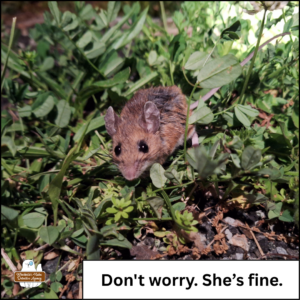 mouse in the grass and weeds; caption: Don't worry. She's fine.