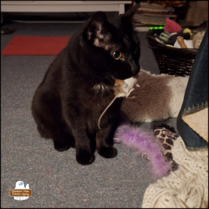 black cat Gus in the bedroom with the mouse in his mouth; cat toys all over the floor.