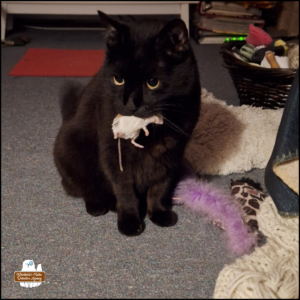 black cat Gus in the bedroom with the mouse in his mouth; cat toys all over the floor.