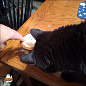 brown and white mouse in a glass jar on top of a table and black cat Gus investigating it closely; Amber's hand pressing down on the jar to make sure Gus doesn't knock it over.