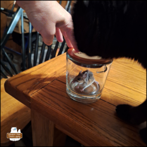 brown and white mouse in a glass jar on top of a table and black cat Gus investigating it closely; Amber's hand pressing down on the jar to make sure Gus doesn't knock it over.