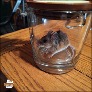 brown and white mouse in a glass jar on top of a table