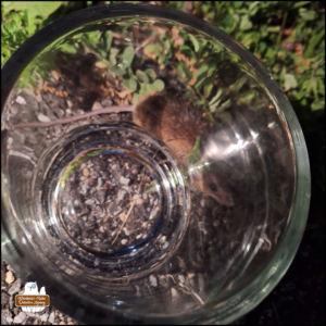 mouse in the grass and weeds next to a glass jar