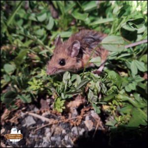 mouse in the grass and weeds