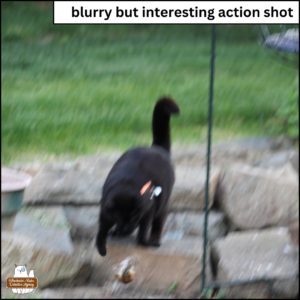 very blurry photo of black cat Gus swiping chipmunk, Ms. Thyme, at the patio's surrounding rock wall. Ms. Thyme is spinning in the air close to the ground.