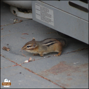 Chipmunk on tiled porch.