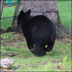 color photo taken by Amber of a young black bear with tan snout running away from the camera through grass on May 25, 2026