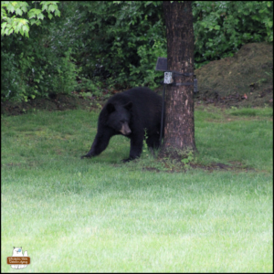 color photo taken by Amber of a young black bear with tan snout standing next to a tree on May 25, 2026