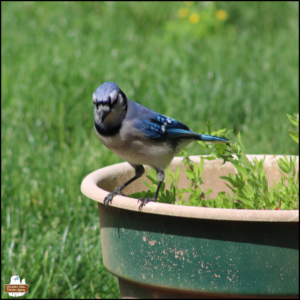 blue jay perched on the edge of a flower pot on a sunny spring day with green grass in the background