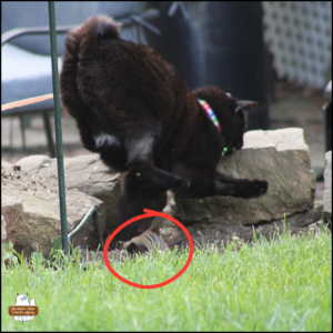 black cat Gus in blurry action shot as he overshoots the chipmunk, Ms. Rosemary, that he hoped to catch; Ms. Rosemary is circled in red.