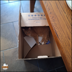 orange and white lying inside a large box inside.
