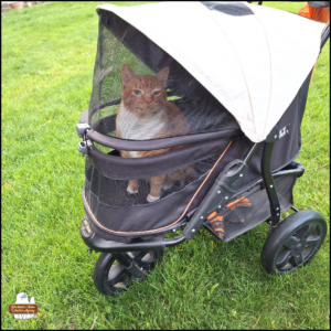 orange and white tabby Oliver sitting outside in his buggy in the grass.