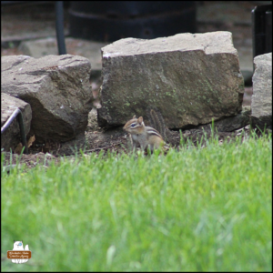 chipmunk in dirt between a rock wall and grass