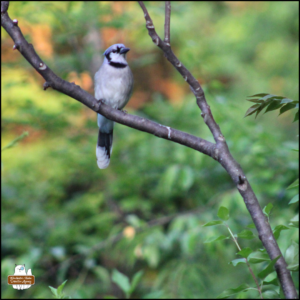 blue jay perched on a bare tree branch with lush green foliage in the background
