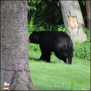 color photo taken by Amber of a large black bear with tan snout walking away from the camera heading between trees on June 8, 2026