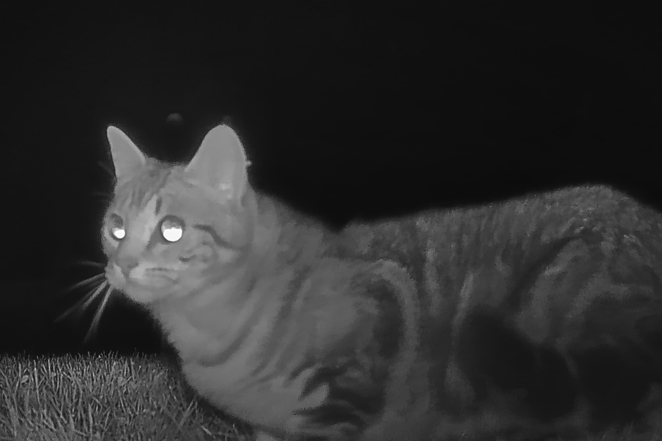 black and white trailcam photo: A tabby cat right in front of the camera close to the ground, the cat still staring at something off camera, crouched low in the grass.
