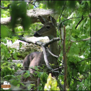 In the woods, a white-tailed deer mother is looking to the left and standing alert mostly hidden by trees and foliage to see what's going on near the camera where her baby was found.