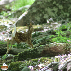 The newborn spotted white-tailed deer fawn awkwardly running away over rocks and branches to find safety after being accidentally discovered.