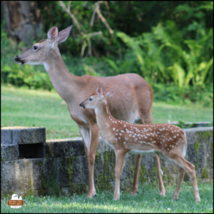 1 spotted white-tailed deer fawn next to its mother doe