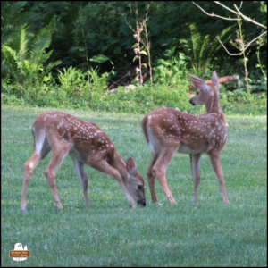 2 spotted white-tailed deer fawns