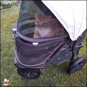 orange and white tuxedo-tabby, Oliver, sitting up in his buggy with one white paw on the edge while he looks at the camera to beg for treats.