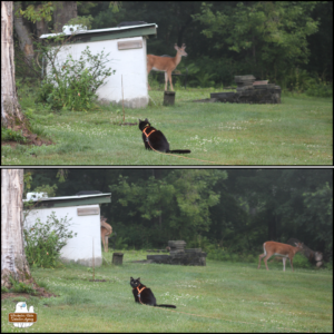 collage top: black cat Gus looking away and to the left while a deer lurks cautiously in the background. bottom: two deer in the background while Gus looks over his shoulder to the camera