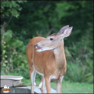 female deer, the first one to show up that day