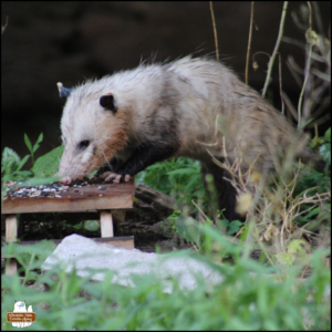 adult opossum snacking on birdseed from the miniature picnic table surrounded by green grass and rocks