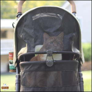 orange tabby with white belly and mittens, Oliver, sitting up in his buggy while parked in the grass.