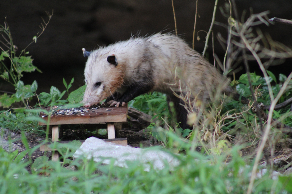 wider version of the adult opossum snacking on birdseed from the miniature picnic table surrounded by green grass and rocks