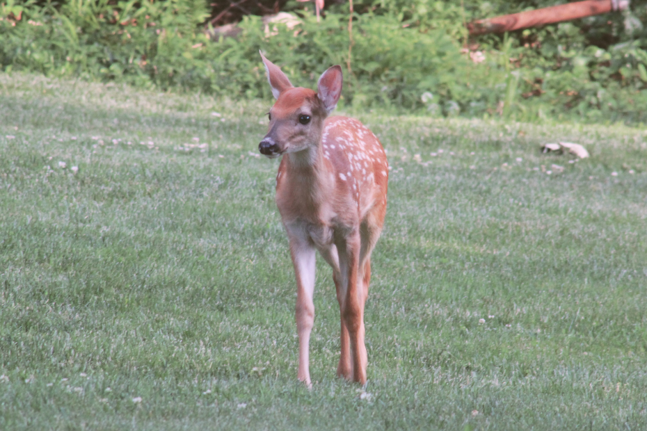 1 spotted white-tailed deer fawn