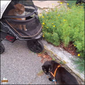 orange and white tabby Oliver inside his buggy parked on pavement in front of black cat Gus standing next to the curb.