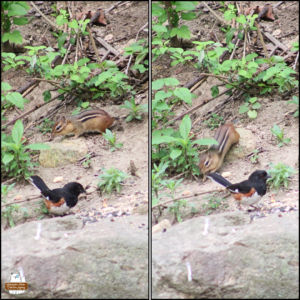 collage left and right show an eastern towhee bird (white and ruddy chest with black everywhere else) in the foreground and the chipmunk with stub tail behind the bird on the ground.