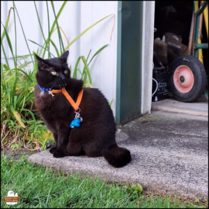 black cat Gus wearing his harness, showing his long fangs, making airplane ears as he sits on the cement entrance to one of the hangar bays at the edge of grass.