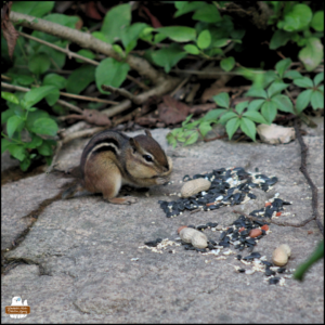 chipmunk with only a stub tail on a rock to get peanuts and seeds in front of a green bush