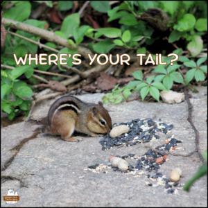 chipmunk with only a stub tail on a rock to get peanuts and seeds in front of a green bush; text: Where's your tail?