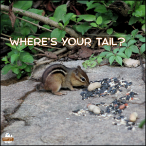 chipmunk with only a stub tail on a rock to get peanuts and seeds in front of a green bush; text: Where's your tail?