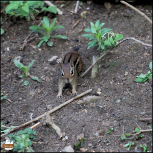 chipmunk with only a stub tail on the ground between short patches of plants.