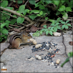 chipmunk with only a stub tail on a rock to get peanuts and seeds in front of a green bush